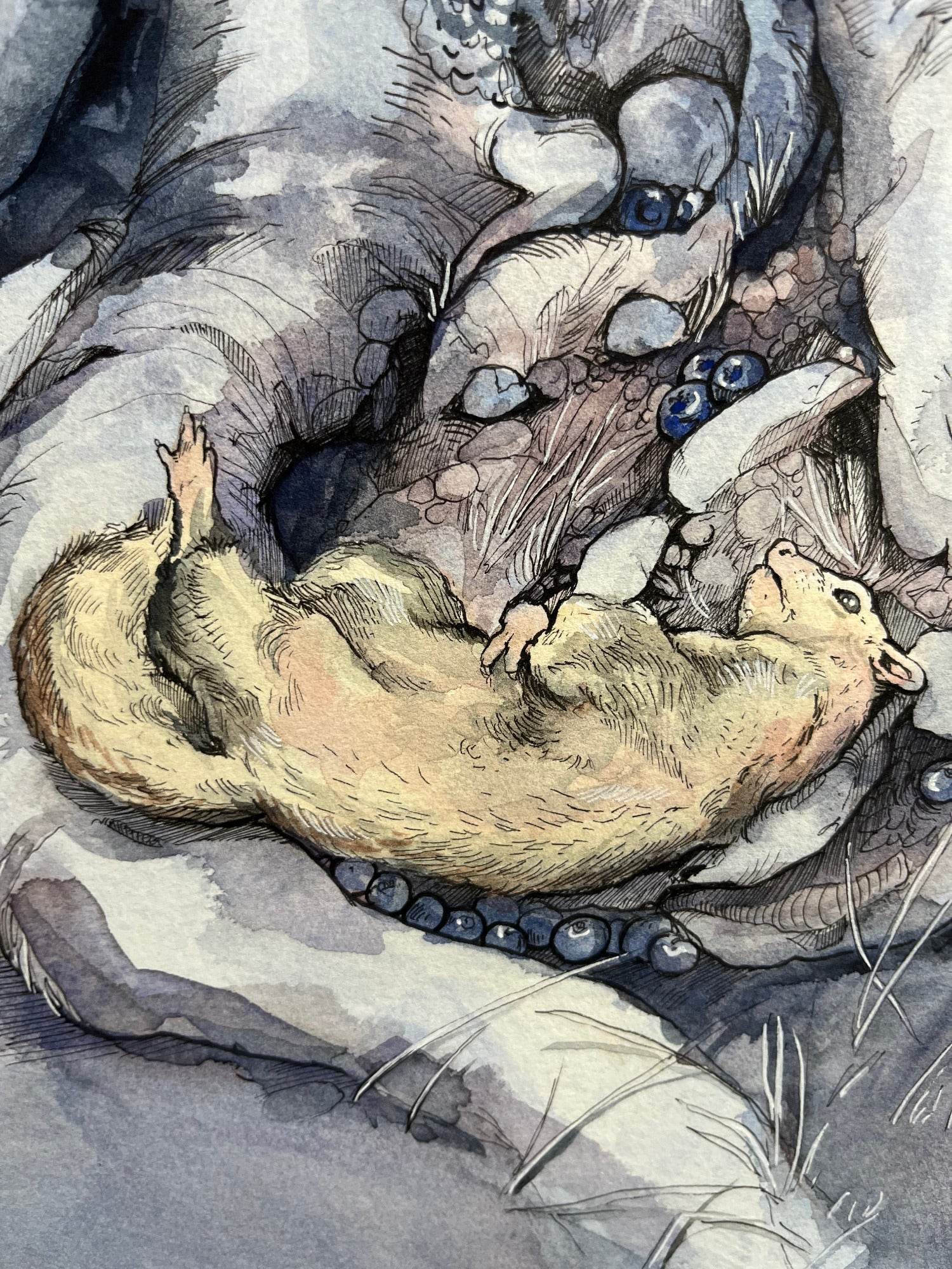White Ferret